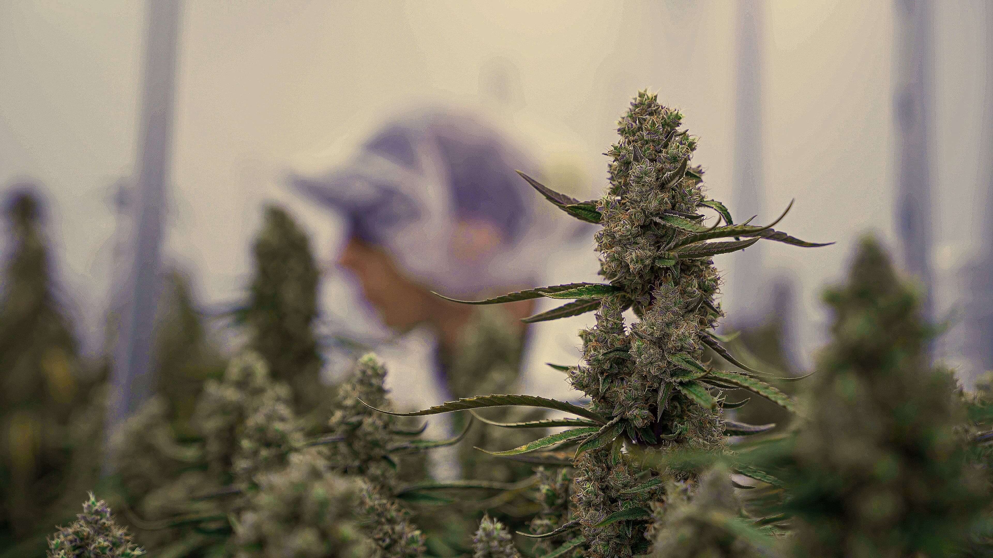 odrudy konopi orion F1 RQS